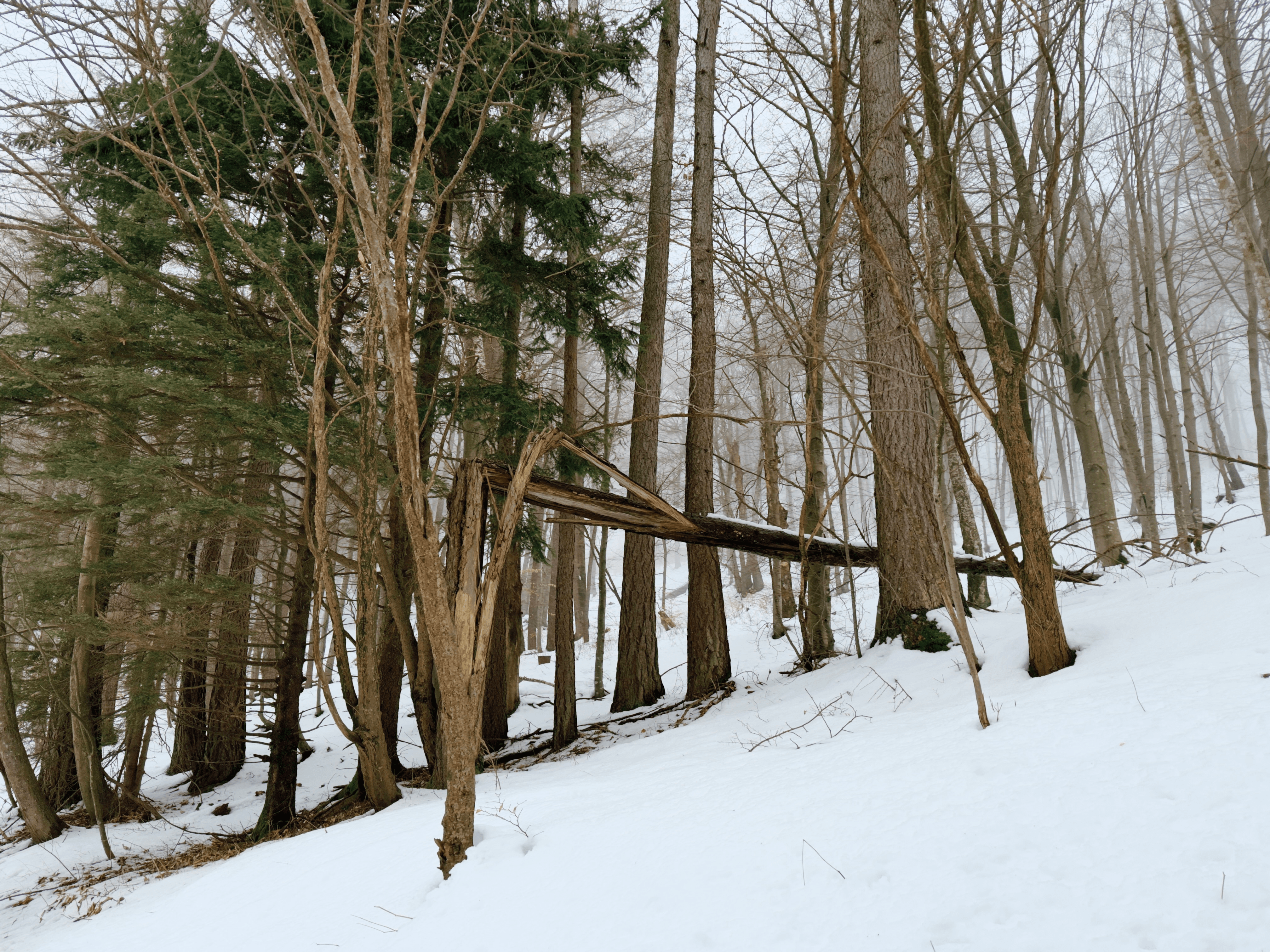 A fallen tree in the middle of the snowy forest.
